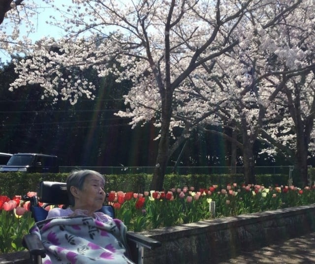 園庭の桜とチューリップ