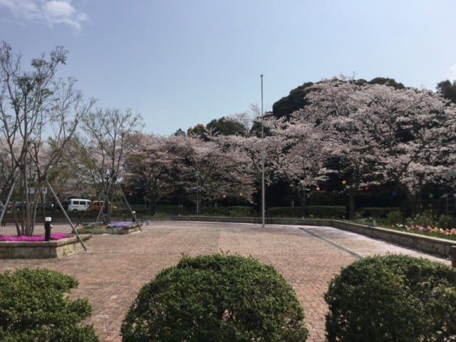 園庭・春（桜）